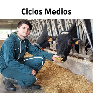 Ciclos Medios